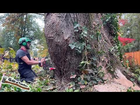 It took TWO DAYS to remove this giant Bigleaf Maple!! Massive tree TAKEDOWN!