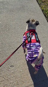 Fit check on a COLD Saturday 🥶 #pug | Lil Pretzel