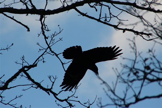 Inteliģents un mēdz «runāt» dialektos. Iepazīstam kraukli – Latvijas lielāko zvirbuļveidīgo putnu