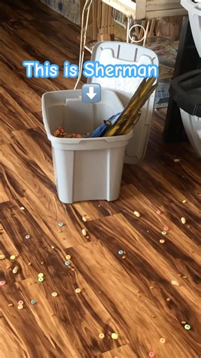 Crazy Macaw #funny #shortsvideo #cute #viral #macaw #animals