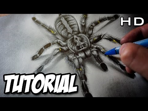 Cómo Dibujar una Araña Realista en 3D a Lápiz Paso a Paso - Tutorial