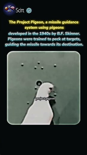 project pigeon! missile guided by pigeon #fact #missile #guided