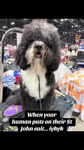 Humorous Moments at the Dog Show: St John Suit Edition