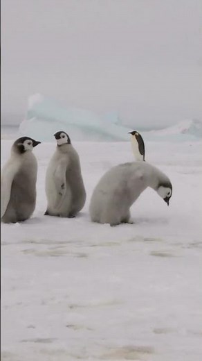 Adorable Facts About Baby Penguins 🐧 | Cutest Chicks on Ice!