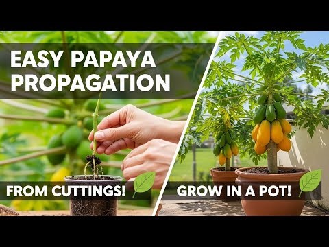 How to Grow Papaya in Pots Using Cuttings