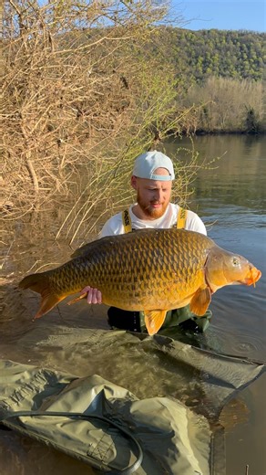 Big commune sur la rivière / big river commun #carpfishing #fishing