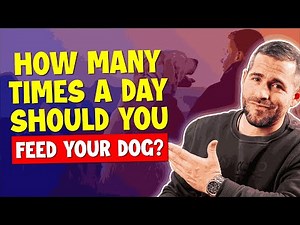 How Many Times a Day Should Dogs Eat?