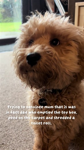 Wrongly accused. Again! #cockapoo #fyp #puppydog #itwasntme #puppydogeyes