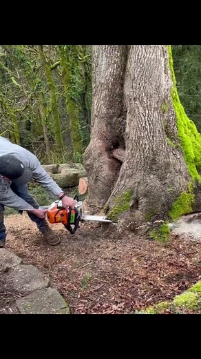 Removing a rotted tree!! You could tell a lot about a trees condition off the outside appearance but once you see the inside of the trunk…. Well watch for yourself! #tree #treeservice #snohomishtreecompany #logging #treecare #treework #logginglife #treeserviceowner #treeservices #treeremoval #logger #cuttingtrees #dangertree #leaningtree #huqsvarna #chainsaw #treelife #rottedtree #rottentree #sicktree