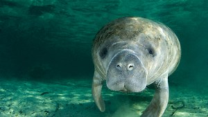 Florida manatees starting their annual migration earlier this year