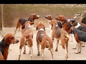 Cheverny Royal Hounds of France