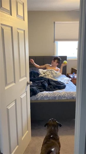 Object permanence going crazy 😂 #afv #funnyvideos #dogs | America's Funniest Home Videos