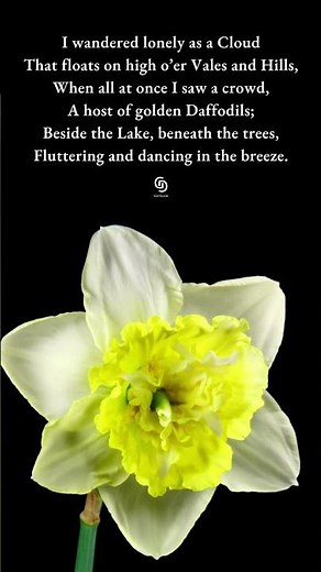 “I Wandered Lonely as a Cloud” — William Wordsworth