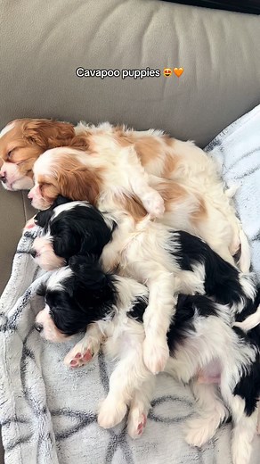 Cavapoo Puppies Ready for Adoption in Montreal