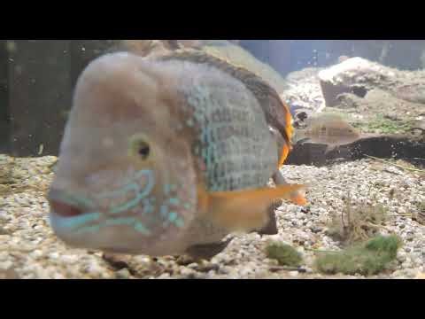 Huge Aligator snapping turtle setup with fish