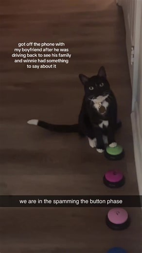 got this girl buttons for her birthday and she's finally figuring out how to use them! #talkingcat #buttons #cat #fyp #training