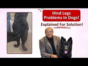 Hind Legs Problems In Dogs - Explained By Baadal Bhandaari