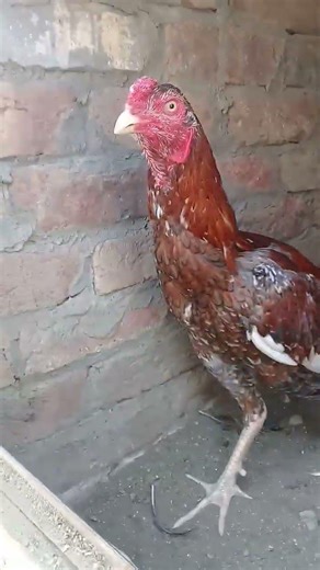 aseel set up #aseel #birds #breedingpair