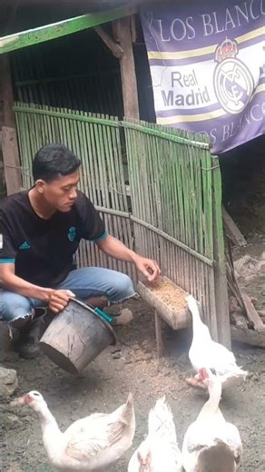 Feeding the Muscovy duck