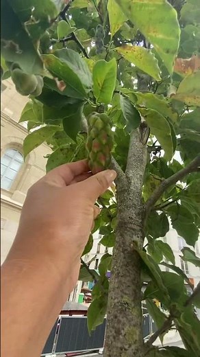 kobus Magnolia कनक चम्पा