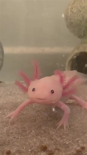 Axolotls: Unveiling the Charm of Unique Pets