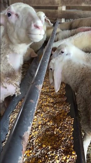 What Looks Shocking Is Actually Advanced Sheep Hoof Care (Animal Welfare)