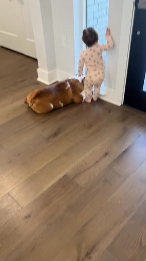 Always fighting over who gets to look out the window 🤣 #englishbulldog #atx #austin #dog #texas #bulldog #puppy #austintx | Ros Iv