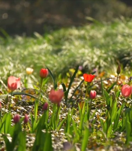 Beautiful Blooming Tulips