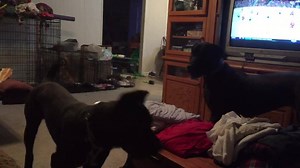 9.2K views · 259 reactions | Kane, 8 month old Cane Corso. Good with dogs and cats. Housebroken. Will be neutered tomorrow and ready for adoption after recovery. Located in Morrisdale, PA. | Mastiffs to Mutts Rescue | Facebook