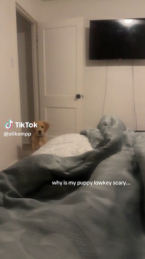 Understanding Your Golden Retriever Puppy Behavior