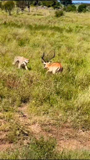 Impala VS Cheetah..#cheetah #impala #animals #wildlife #ytshorts #nature #shorts