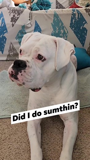 6.8K views · 729 reactions | White Boxers have that look. The one that says, I didnt do anything, I am completely innocent. #boxerdog #whiteboxer #lovedogs | Its a Boxer Dog Life | Facebook