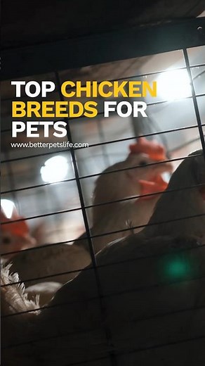 Top Chicken Breeds for Pets 🐔🐣