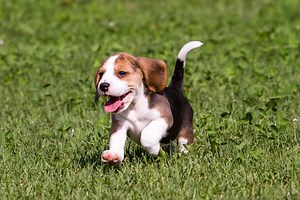 Las mejores razas de perro para la familia