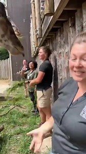 Let’s feed some giraffes! Giraffes have an 18 inch long prehensile tongue that is perfect for grasping and stripping leaves off trees. Giraffe feeding is sponsored by Chick-fil-A Cincinnati & NKY. | Cincinnati Zoo & Botanical Garden