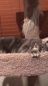 19 reactions · 19 shares | Staten Island Stud  Hi my name is Simba...