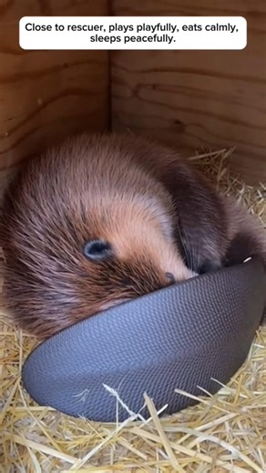 Rescue Beaver: A Rescue Story and a New Life #animals #rescue #rescueefforts #wildliferescue