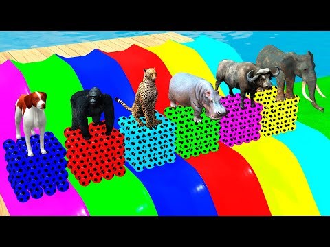 Pig, Gorilla, Zebra, Bull and Elephant - 3d Animal Game, Funny 3d Animals!