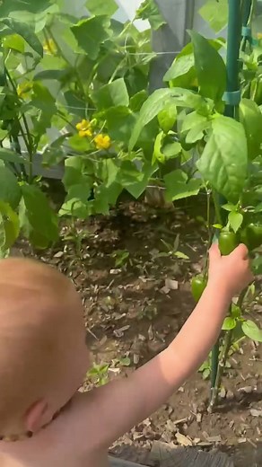 Fun Garden Activities for Kids with Jalapeños