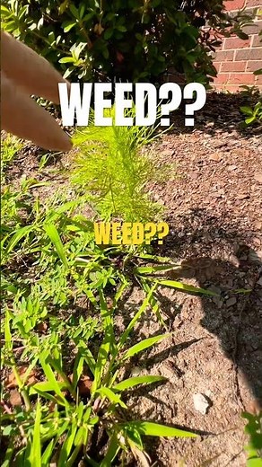 Dill Really is a Weed! Or…is it DOG WEED? Let me know what you think!?!