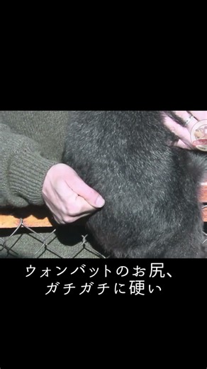 フンがマイクラ仕様の可愛い生物