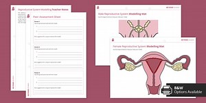 Human Reproductive System Modelling
