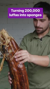 Here's how 200,000 luffas get turned into sponges. #luffas #sponges #sustainability | Business Insider
