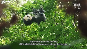 7.3K views · 97 reactions | Learn how a robotic sloth is providing a canopy level view of the rainforest and the advantages of having a slowness in everyday life. https://www.voanews.com/episode/robotic-sloth-4452161 | Voice of America | Facebook
