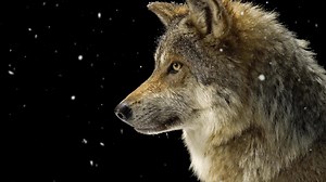 27K views · 1.2K reactions | The Mexican gray wolf once ruled the...