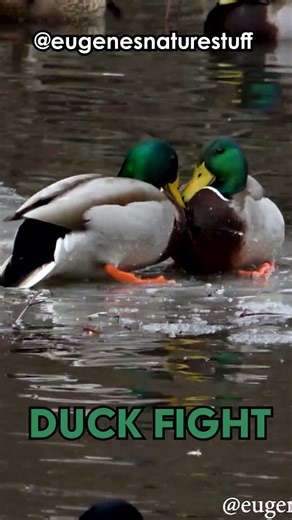Mallard Ducks Fighting it Out