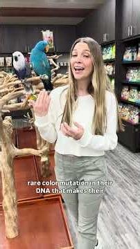 What type of parrot are these?!