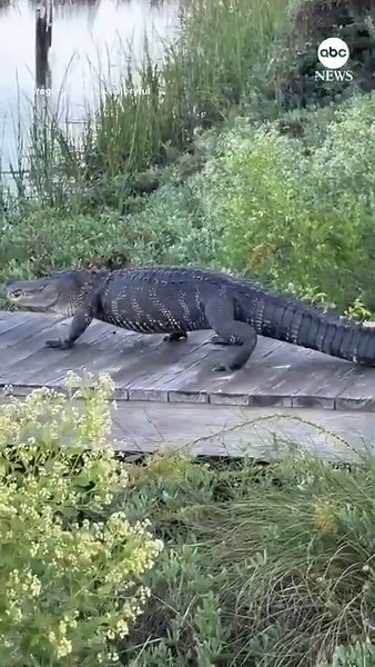 53K views · 928 reactions | This curious alligator reached the second-floor porch of a South Carolina home before being guided back out of the gate and toward a nearby dock by a neighbor with a 10-foot pole. https://abcnews.visitlink.me/wFtqtR | ABC News | Facebook