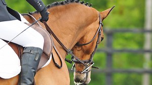 24 of the best (OK, weirdest) horse names we have ever heard