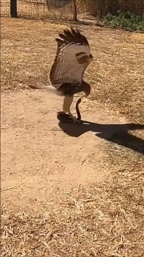 Hawk vs Snake: Real High-Speed Battle